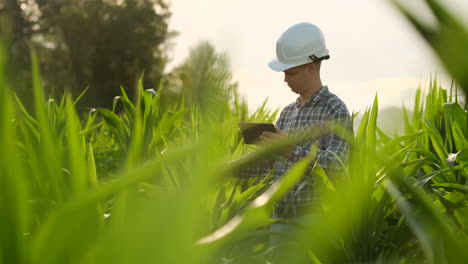 Farmer-using-digital-tablet-computer-cultivated-corn-plantation-in-background.-Modern-technology-application-in-agricultural-growing-activity-concept